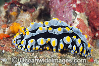 Nudibrach (Phyllidia varicosa). Also known as Sea Slug. Found throughout the Indo West Pacific. Photo taken off Anilao, Philippines. Within the Coral Triangle.