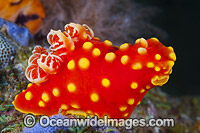 Nudibranch (Gymnodoris aurita). Found throughout the West Pacific. Photo taken in the Philippines. Within the Coral Triangle.