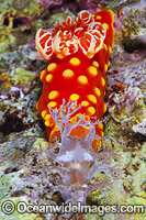 Nudibranch (Gymnodoris aurita), feeding on a Nudibranch of a different species. Found throughout the West Pacific. Photo taken in the Philippines. Within the Coral Triangle.