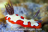 Nudibranch (Chromodoris fidelis). Found throughout Indo-Pacific. Photo taken off Anilao, Philippines. Within the Coral Triangle.