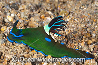 Nudibranch (Tambja sp.). Also known as Sea Slug. Found throughout the Indo-West Pacific. Photo taken in the Philippines. Known as part of the Coral Triangle.