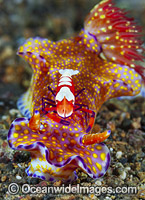 Nudibranch (Ceratosoma sp.), with a Commensal Emperor Shrimp (Periclimenes imperator). Found throughout the Indo-West Pacific. Photo taken in the Philippines. Within the Coral Triangle.