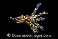 Southern Blue-ringed Octopus (Hapalochlaena maculosa) - swimming mid-water at night. Port Phillip Bay, Victoria, Australia. Extremely venomous and dangerous temperate octopus.