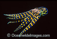 Southern Blue-ringed Octopus (Hapalochlaena maculosa) - swimming mid-water at night. Port Phillip Bay, Victoria, Australia. Extremely venomous and dangerous temperate octopus.