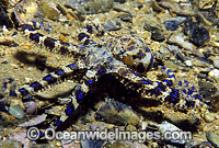 Southern Blue-ringed Octopus (Hapalochlaena maculosa) - on rubble. Port Phillip Bay, Victoria, Australia. Extremely venomous and dangerous temperate octopus.