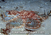 Reef Octopus (Octopus berrima.). Port Phillip Bay, Victoria, Australia