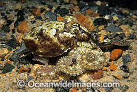 Reef Octopus (Octopus sp.). Port Phillip Bay, Victoria, Australia