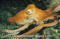 Southern Sand Octopus (Octopus kaurna). Port Phillip Bay, Victoria, Australia