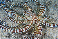Mimic Octopus (Thaumoctopus mimicus). This octopus is a master of cryptic camouflage, often mimicking marine animals. Found throughout the Indo-West Pacific. Photo taken off Anilao, Philippines. Within the Coral Triangle.