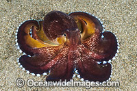 Veined Octopus (Octopus marginatus). Also known as Coconut Octopus. Often sighted hiding in discarded coconut shells. Found throughout the Indo-West Pacific. Photo taken off Anilao, Philippines. Within the Coral Triangle.