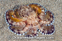 Veined Octopus (Octopus marginatus). Also known as Coconut Octopus. Often sighted hiding in discarded coconut shells. Found throughout the Indo-West Pacific. Photo taken off Anilao, Philippines. Within the Coral Triangle.