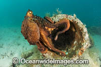 Maori Octopus (Octopus maorum). Found throughout the temperate waters of southern Australia and New Zealand. Photo taken at Mornington Peninsula, Vic, Australia.