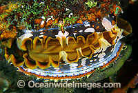 Thorny Oyster (Spondylus varius). Great Barrier Reef, Queensland, Australia