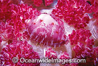 Allied Cowry (Cypraea sp.) on Dendronephthya Soft Coral. Great Barrier Reef, Queensland, Australia