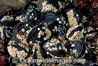 Sea Mussels (Septifer bilocularis) Highly prized by commercial fishery. South Eastern Australia