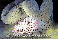 Toe-nail Cowry (Calpurnus verrucosus) on Soft coral (Sarcophyton sp.). Great Barrier Reef, Queensland, Australia