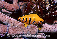 Ovulid Cowry (Crenavolva tigris) on Gorgonian Coral. New South Wales, Australia