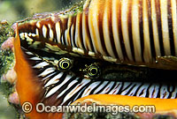 Eye detail of Scorpion Shell (Lambis scorpius). Great Barrier Reef, Queensland, Australia
