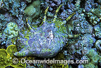 Scorpion Shell (Lambis scorpius). Great Barrier Reef, Queensland, Australia