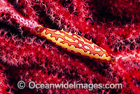 Spindle Cowry (Phenacovolva angasi) on Gorgonian coral. Also known as Ovulid Cowry. Great Barrier Reef, Queensland, Australia