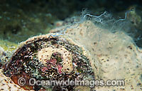 Bi-valve spawning releasing egg and sperm bundles. Photo taken in Great Barrier Reef, Queensland, Australia
