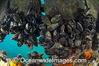 Blue Mussel (Mytilus galloprovincialis). Highly prized by commercial fishery, this Mussel is cultivated in most southern Australian states. Photo was taken in Port Phillip Bay, Victoria, Australia.