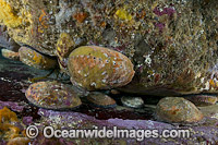 Blacklip Abalone (Haliotis rubra). Found from Fremantle, WA, to northern NSW and around Tas. Photo was taken in Governor Island Marine Sanctuary, Bicheno, Tasmania, Australia.
