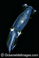 Luminous Bay Squid (Loliolus noctiluca). Great Barrier Reef, Queensland, Australia