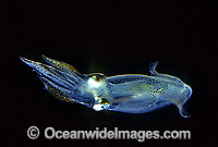 Luminous Bay Squid (Loliolus noctiluca). Great Barrier Reef, Queensland, Australia