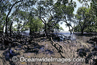 Mangrove trees (Rhizophora sp.) with exposed roots during low tide. Cleveland, Queensland, Australia