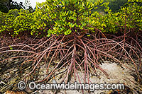 Mangrove (Rhizophora stylosa) - showing exposed stilt roots at low tide. Hook Island, Whitsunday Islands, Queensland, Australia
