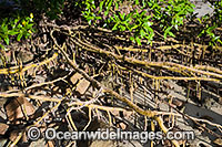 Close detail of exposed Mangrove tree roots at low tide. Hayman Island, Whitsunday Islands, Queensland, Australia