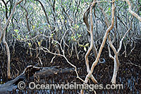 Grey Mangrove forest (Avicennia marina) - at low tide. Gold Coast, Queensland, Australia