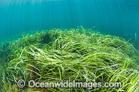 Seagrass (Heterozostera tasmanica). Found in shallow sheltered sea beds on moderately exposed sand in temperate Australian waters. Photo taken at Hopkins Island, off Eyre Peninsula, South Australia, Australia.