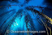 Macrocystis kelp and scuba diver