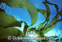 Giant Kelp (Macrocystis pyrifera) showing detail of Gas filled floats and Strap Leaves. Also known as Strap Kelp. Tasman Peninsula, Tasmania, Australia