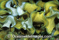 Funnelweed (Padina gymnospora). Great Barrier Reef, Queensland, Australia