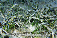 Sea Grass (Possibly: Cymodocea serrulata). Lizard Island, North Queensland, Australia