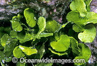 Coralline Alga (Halimeda opuntia). Great Barrier Reef, Queensland, Australia