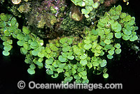 Coralline Alga (Halimeda capiosa). Great Barrier Reef, Queensland, Australia