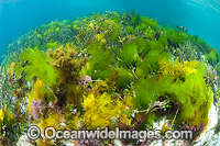 Sea Lettuce (Ulva australis) and a variety of other sea alga. Found in shallow moderately exposed sea beds and rocky reefs throughout temperate Australian waters. Photo taken at Hopkins Island, off Eyre Peninsula, South Australia, Australia.