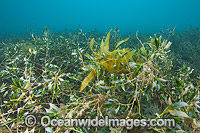 A variety of Marine Plants, Kelp and Alga photographed in coastal shallow water at Flinders, Western Port Bay, Victoria, Australia.