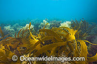 A variety of Marine Plants, Kelp and Alga photographed in coastal shallow water at Flinders, Western Port Bay, Victoria, Australia.