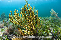 Sea Alga (Scaberia agardhii). Found in shallow sheltered and moderately exposed sea beds in temperate Australian waters. Photo taken at Edithburgh, York Peninsula, South Australia, Australia.