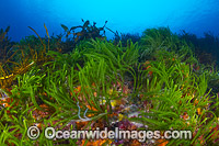 Green Sea Algae (Caulerpa sp.). Found in the shallow water throughout the temperate waters of Australia, including Tasmania. Photo taken off Bicheno, Tasmania, Australia.
