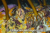 Kelp Holdfast attached to a sponge covered rock. Photo taken at Governor Island Marine Sanctuary, Bicheno, Tasmania, Australia.