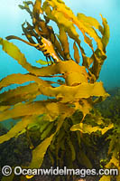 Marine Kelp photographed in coastal shallow water in Port Phillip Bay, Mornington Peninsula, Victoria, Australia.
