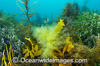 A variety of Marine Plants, Kelp and Alga photographed in coastal shallow water at Flinders, Western Port Bay, Mornington Peninsula, Victoria, Australia.