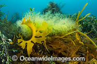 A variety of Marine Plants, Kelp and Alga photographed in coastal shallow water at Flinders, Western Port Bay, Mornington Peninsula, Victoria, Australia.