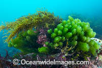 A variety of Marine Plants, Kelp and Alga photographed in coastal shallow water in Port Phillip Bay, Mornington Peninsula, Victoria, Australia.